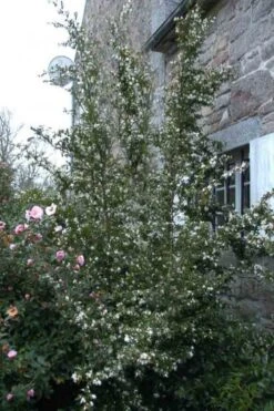 Mount Noko Camellia (Camellia Transnokoensis) - 3 Gallon Pot -Healthy Plant Shop camellia transnokoensis 9 1