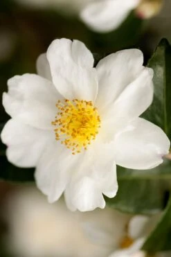 Winter's Cupid Camellia - 1 Gallon Pot -Healthy Plant Shop camellia winters cupid 2 1