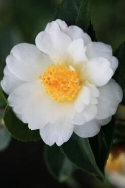 Winter's Cupid Camellia - 3 Gallon Pot 9 Winter's Cupid Camellia - 3 Gallon Pot -Healthy Plant Shop camellia winters cupid 4