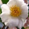 Winter's Cupid Camellia - 1 Gallon Pot
