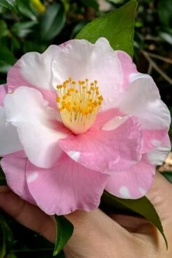 Shibori-Egao Camellia - 3 Gallon Pot -Healthy Plant Shop camellia x vernalis shibori egao 102