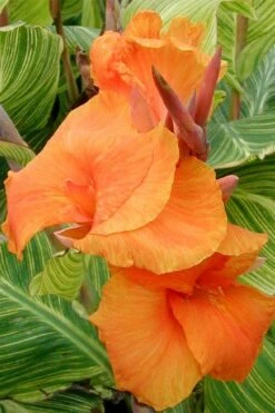 Bengal Tiger Canna Lily - 1 Gallon Pot -Healthy Plant Shop canna pretoria bengal tiger 1