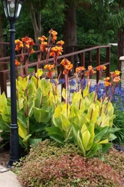 Bengal Tiger Canna Lily - 1 Gallon Pot -Healthy Plant Shop canna pretoria bengal tiger 12