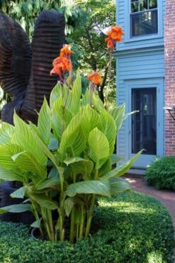 Bengal Tiger Canna Lily - 1 Gallon Pot -Healthy Plant Shop canna pretoria bengal tiger 2