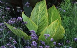 Bengal Tiger Canna Lily - 1 Gallon Pot -Healthy Plant Shop canna pretoria bengal tiger 3