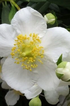 Elizabeth Bush Anemone (Carpentaria Californica) - 5 Gallon Pot 11 Elizabeth Bush Anemone (Carpentaria Californica) - 5 Gallon Pot -Healthy Plant Shop carpentaria californica elizabeth bush anemone 1