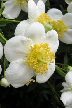 Elizabeth Bush Anemone (Carpentaria Californica) - 5 Gallon Pot 13 Elizabeth Bush Anemone (Carpentaria Californica) - 5 Gallon Pot -Healthy Plant Shop carpentaria californica elizabeth bush anemone 3