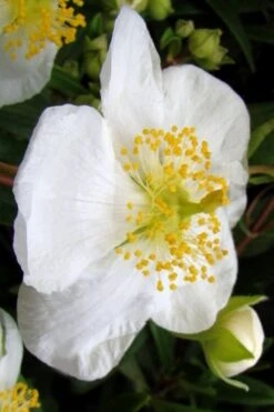 Elizabeth Bush Anemone (Carpentaria Californica) - 5 Gallon Pot 15 Elizabeth Bush Anemone (Carpentaria Californica) - 5 Gallon Pot -Healthy Plant Shop carpentaria californica elizabeth bush anemone 5