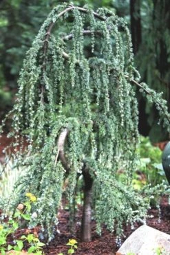 Serpentine Weeping Blue Atlas Cedar - 5 Gallon Pot -Healthy Plant Shop ceadr blue atlas serpentine 1