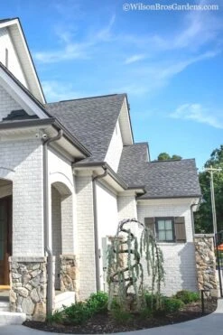 Serpentine Weeping Blue Atlas Cedar - 5 Gallon Pot -Healthy Plant Shop cedar blue atlas serpentine 11