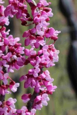 Traveller Weeping Redbud Tree - 7 Gallon Pot -Healthy Plant Shop cercis canadensis travelers pink weeping redbud 6
