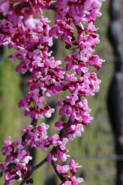 Traveller Weeping Redbud Tree - 7 Gallon Pot -Healthy Plant Shop cercis canadensis travelers pink weeping redbud 7