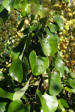 Traveller Weeping Redbud Tree - 7 Gallon Pot -Healthy Plant Shop cercis canadensis travelers pink weeping redbud 8