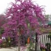 Traveller Weeping Redbud Tree - 7 Gallon Pot