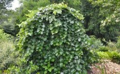 Traveller Weeping Redbud Tree - 7 Gallon Pot -Healthy Plant Shop cercis canadensis travellers pink weeping redbud 4