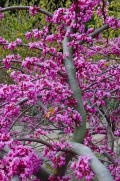 Traveller Weeping Redbud Tree - 7 Gallon Pot -Healthy Plant Shop cercis canadensis travellers pink weeping redbud 5