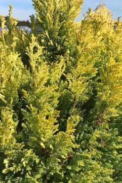 Golden Surprise Lawson Cypress - 2 Gallon Pot -Healthy Plant Shop chamaecyparis lawsoniana golden surprise lawson cypress 5