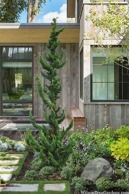 Wissel's Saguaro Lawson Cypress - 1 Gallon Pot 1 Wissel's Saguaro Lawson Cypress - 1 Gallon Pot