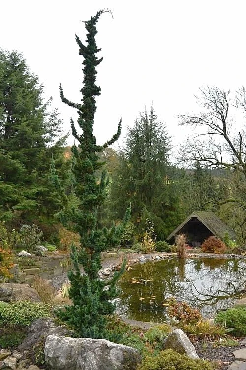 Wissel's Saguaro Lawson Cypress - 1 Gallon Pot 4 Wissel's Saguaro Lawson Cypress - 1 Gallon Pot - Image 4