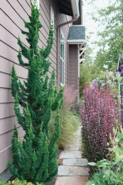 Wissel's Saguaro Lawson Cypress - 1 Gallon Pot 9 Wissel's Saguaro Lawson Cypress - 1 Gallon Pot -Healthy Plant Shop chamaecyparis lawsoniani wissels saguaro cypress 5