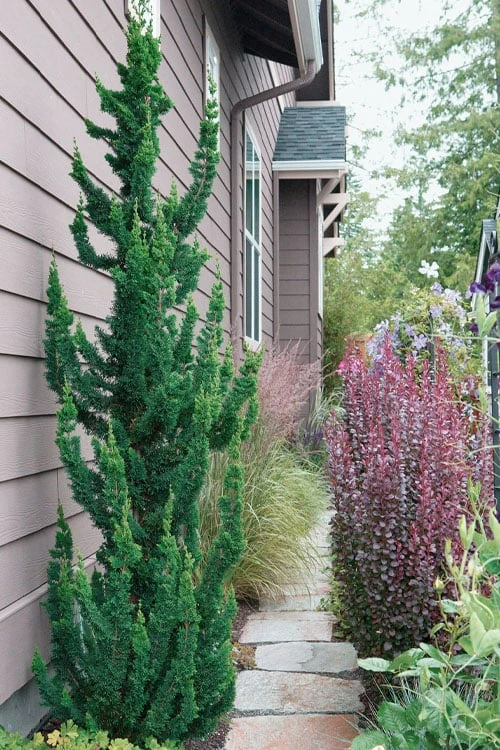 Wissel's Saguaro Lawson Cypress - 1 Gallon Pot 5 Wissel's Saguaro Lawson Cypress - 1 Gallon Pot - Image 5