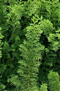 Fernspray Hinoki Cypress - 3 Gallon Pot -Healthy Plant Shop chamaecyparis obtusa filicoides fernspray hinoki cypress 2