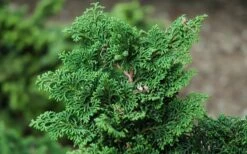 Koster Hinoki Cypress - 1 Gallon Pot -Healthy Plant Shop chamaecyparis obtusa kosteri hinoki cypress 2