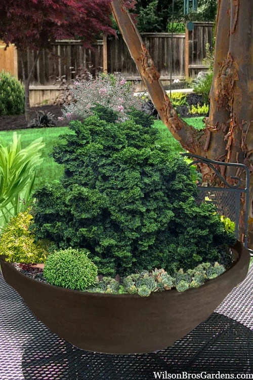 Leprechaun Miniature Hinoki Cypress (Chameacyparis Obtusa) - 1 Gallon Pot 1 Leprechaun Miniature Hinoki Cypress (Chameacyparis Obtusa) - 1 Gallon Pot