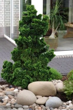 Dwarf Hinoki Cypress (Chamaecyparis Obtusa 'Nana Gracilis') - 3 Gallon Pot 9 Dwarf Hinoki Cypress (Chamaecyparis Obtusa 'Nana Gracilis') - 3 Gallon Pot -Healthy Plant Shop chamaecyparis obtusa nana gracilis dwarf hinoki cypress 4