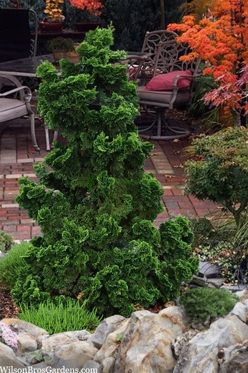 Dwarf Hinoki Cypress (Chamaecyparis Obtusa 'Nana Gracilis') - 3 Gallon Pot 1 Dwarf Hinoki Cypress (Chamaecyparis Obtusa 'Nana Gracilis') - 3 Gallon Pot