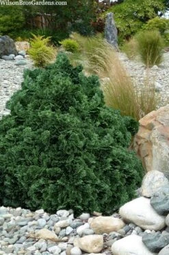 Front Page 28 True Dwarf Hinoki Cypress (Chameacyparis Obtusa 'Nana') - 2 Gallon Pot