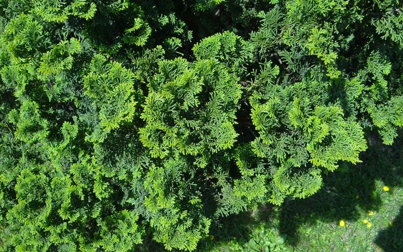 True Dwarf Hinoki Cypress (Chameacyparis Obtusa 'Nana') - 2 Gallon Pot 4 True Dwarf Hinoki Cypress (Chameacyparis Obtusa 'Nana') - 2 Gallon Pot - Image 4