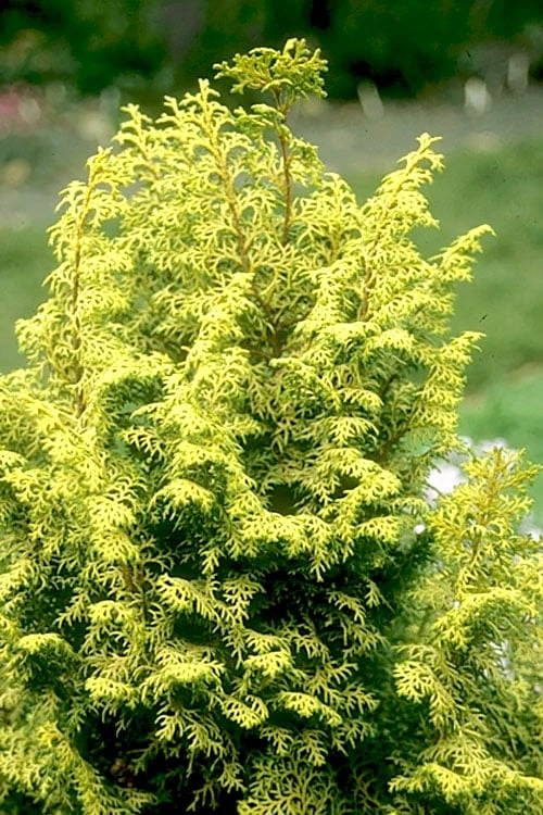 Spirited Golden Hinoki Cypress - 1 Gallon Pot 5 Spirited Golden Hinoki Cypress - 1 Gallon Pot - Image 5