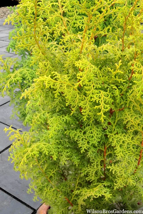 Spirited Golden Hinoki Cypress - 1 Gallon Pot 4 Spirited Golden Hinoki Cypress - 1 Gallon Pot - Image 4