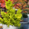 Golden Fernspray Hinoki Cypress - 3 Gallon Pot