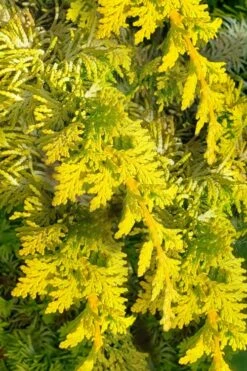 Golden Fernspray Hinoki Cypress - 3 Gallon Pot -Healthy Plant Shop chamaecyparis obtusa tetragona aurea hinoki cypress 5