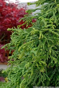Dwarf Twisted Hinoki Cypress (Chameacyparis Obtusa 'Torulosa Nana') - 3 Gallon Pot -Healthy Plant Shop chamaecyparis obtusa torulosa nana 5