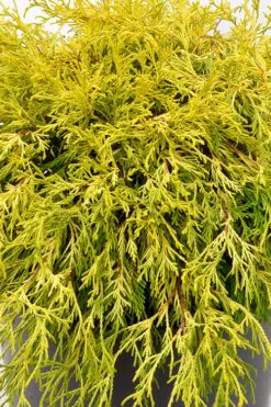 Gold Mop Threadleaf Cypress Tree (Standard Topiary) - 5 Gallon Pot -Healthy Plant Shop chamaecyparis pisifera gold mop single trunk topiary tree 2