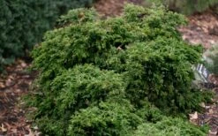 Dwarf Twisted Hinoki Cypress (Chameacyparis Obtusa 'Torulosa Nana') - 3 Gallon Pot -Healthy Plant Shop chamaecyparis torulosa nana dwarf twisted hinoki cypress 6