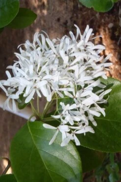 Tokyo Tower Chinese Fringe Tree (Chionanthus Retusus) - 7 Gallon Pot (4-5') 11 Tokyo Tower Chinese Fringe Tree (Chionanthus Retusus) - 7 Gallon Pot (4-5') -Healthy Plant Shop chionanthus retusus tokyo tower chinese fringe tree 4 1