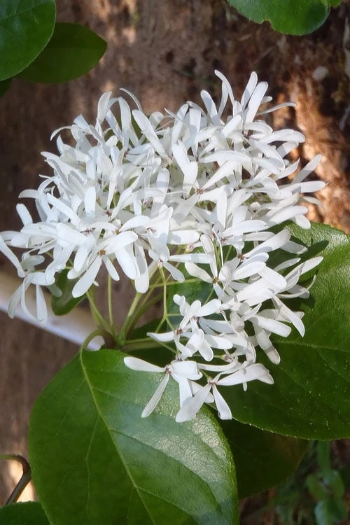 Tokyo Tower Chinese Fringe Tree (Chionanthus Retusus) - 7 Gallon Pot (4-5') 4 Tokyo Tower Chinese Fringe Tree (Chionanthus Retusus) - 7 Gallon Pot (4-5') - Image 4
