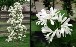 Tokyo Tower Chinese Fringe Tree (Chionanthus Retusus) - 7 Gallon Pot (4-5') 12 Tokyo Tower Chinese Fringe Tree (Chionanthus Retusus) - 7 Gallon Pot (4-5') -Healthy Plant Shop chionanthus retusus tokyo tower chinese fringe tree 6 1