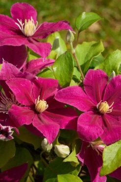 Acropolis Clematis - 1 Gallon Pot -Healthy Plant Shop clematis acropolis 5