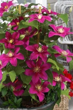 Acropolis Clematis - 1 Gallon Pot -Healthy Plant Shop clematis acropolis 7