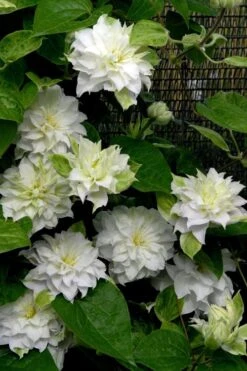 Arctic Queen Clematis - 1 Gallon Pot -Healthy Plant Shop clematis arctic queen 12