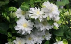 Arctic Queen Clematis - 1 Gallon Pot -Healthy Plant Shop clematis arctic queen 5