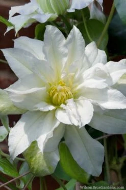 Arctic Queen Clematis - 1 Gallon Pot -Healthy Plant Shop clematis arctic queen 8