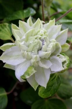Arctic Queen Clematis - 1 Gallon Pot -Healthy Plant Shop clematis arctic queen 9