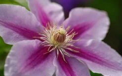 Bees Jubilee Clematis - 1 Gallon Pot 11 Bees Jubilee Clematis - 1 Gallon Pot -Healthy Plant Shop clematis bees jubilee 10