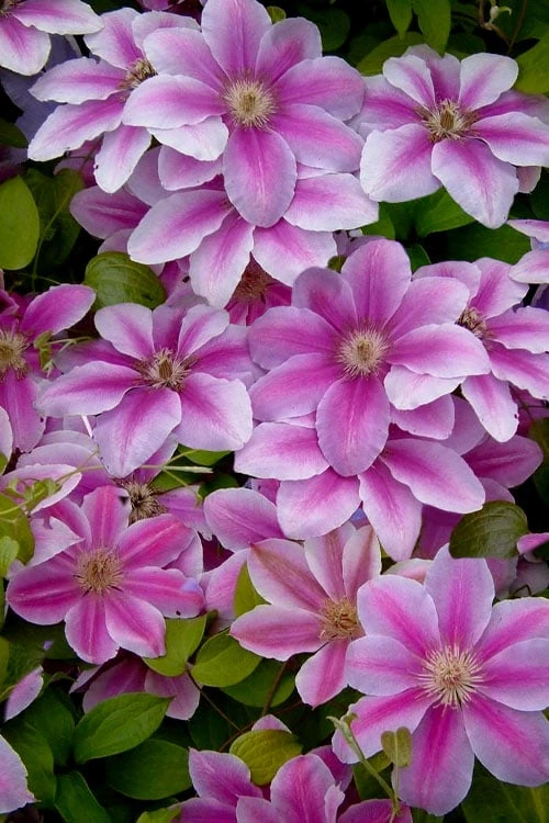 Bees Jubilee Clematis - 1 Gallon Pot 4 Bees Jubilee Clematis - 1 Gallon Pot - Image 4